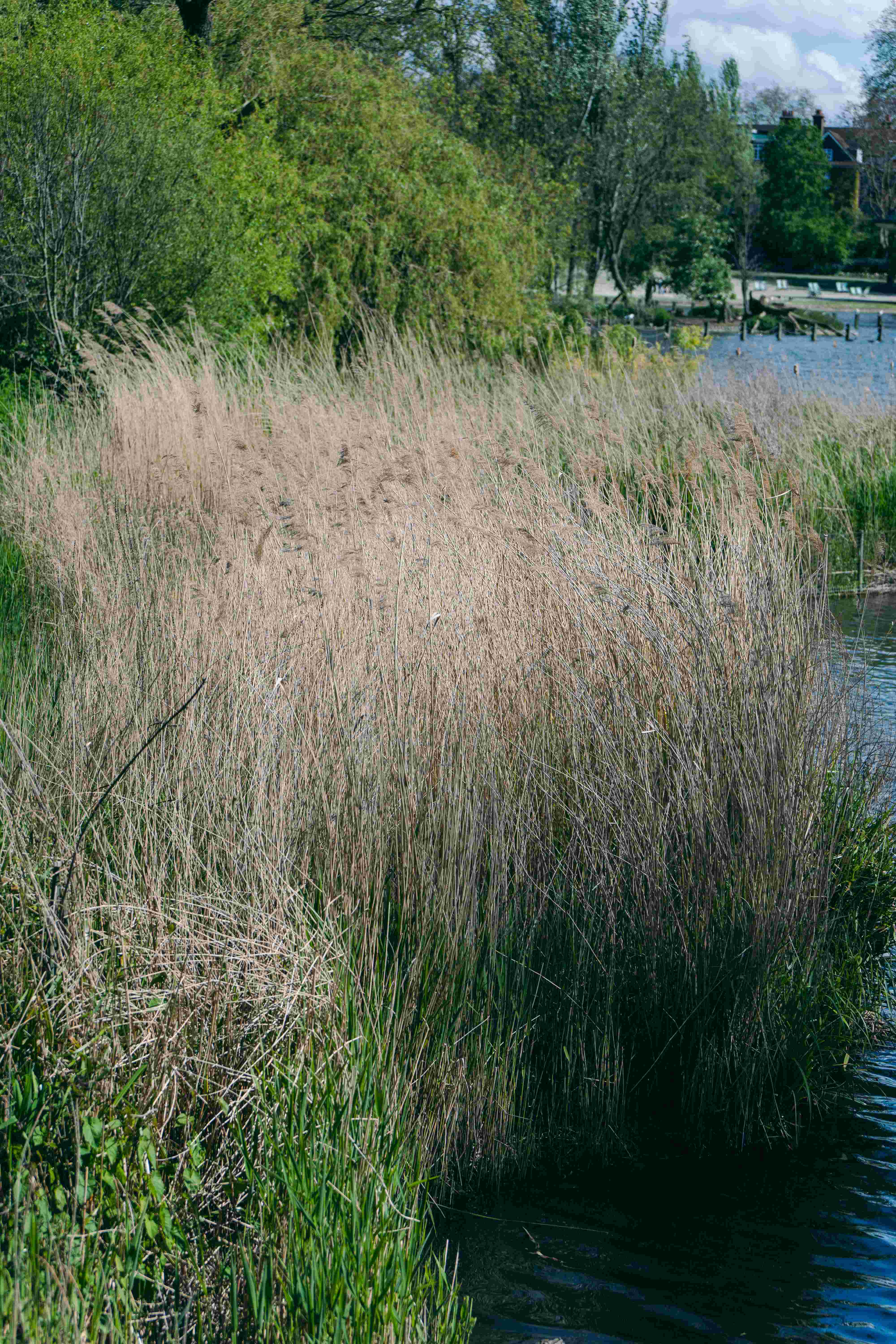 Switchgrass